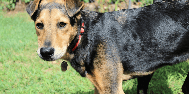 Adopting a rescue dog