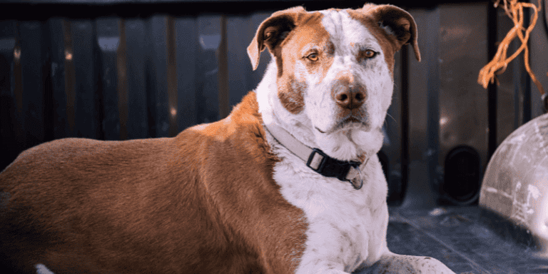 best tick repellent for dogs