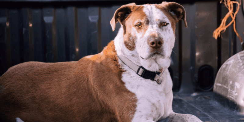 best tick repellent for dogs