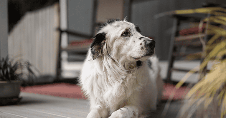 best dog food for senior dogs