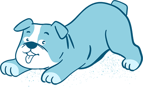 Do Bulldogs Shed Much?