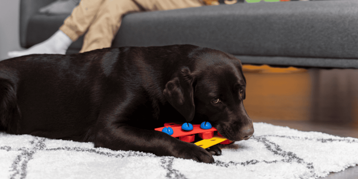 Dog puzzle toys