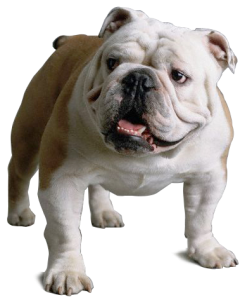 english-bulldog-puppies