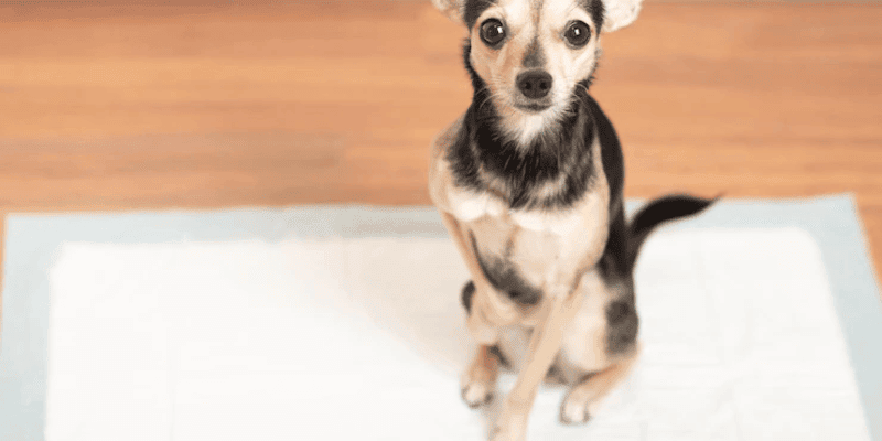 how many times can a puppy pee on a pad