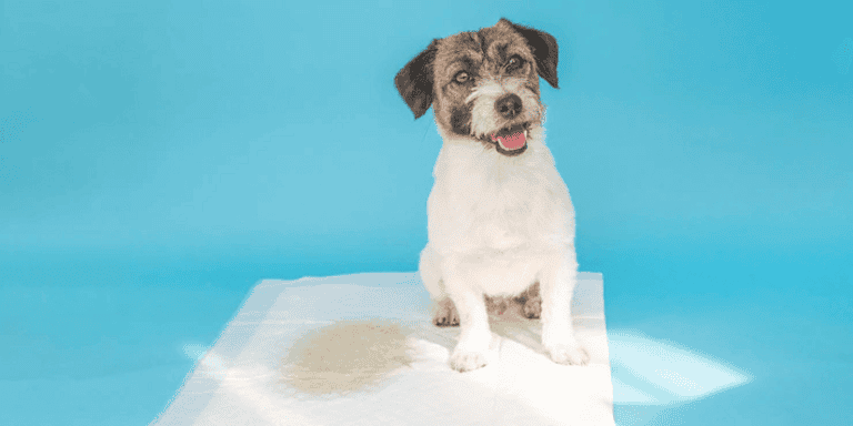 How often should I change my dog's pee pad