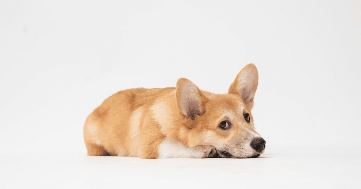 how to get rid of dog poop smell in house