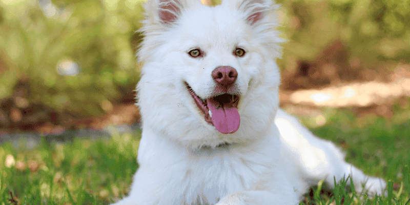 How to store dog poop bags