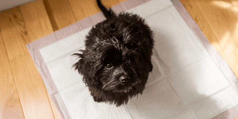 How to use pee pads for dogs