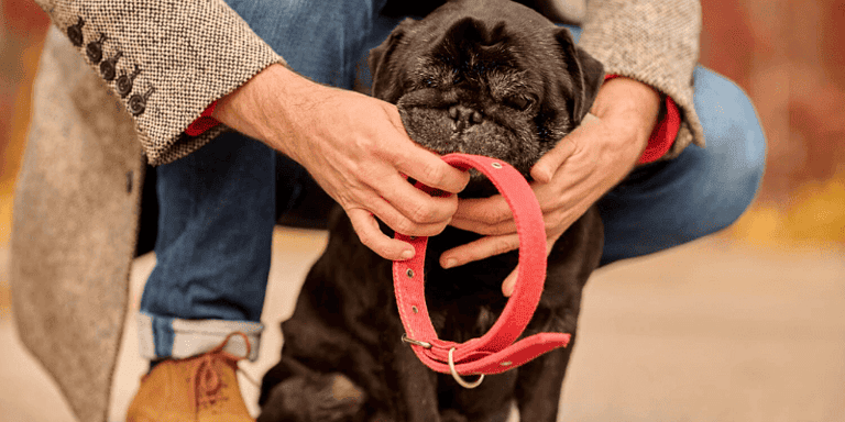 no shock dog training collar