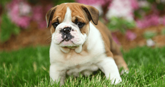 Trainyourdogtouseadoggydoor 1