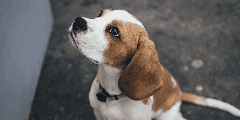 Why-Does-My-Dog-Lay-in-The-Bathroom-Alone01