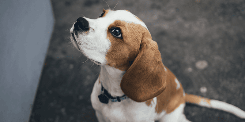 Why-Does-My-Dog-Lay-in-The-Bathroom-Alone01